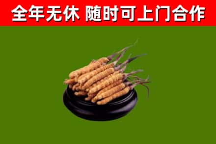 芦山回收散虫草