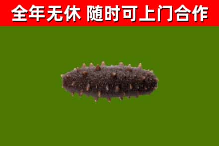 芦山回收海参干